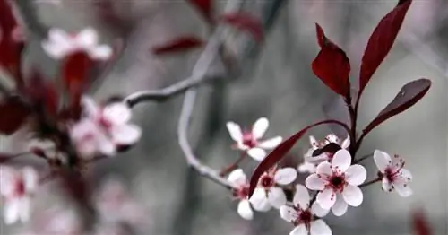 Карликовая кровяная слива