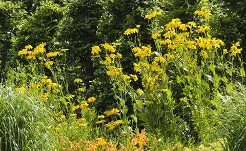 Эхинацея парашютная сорт 'Юлиголд'