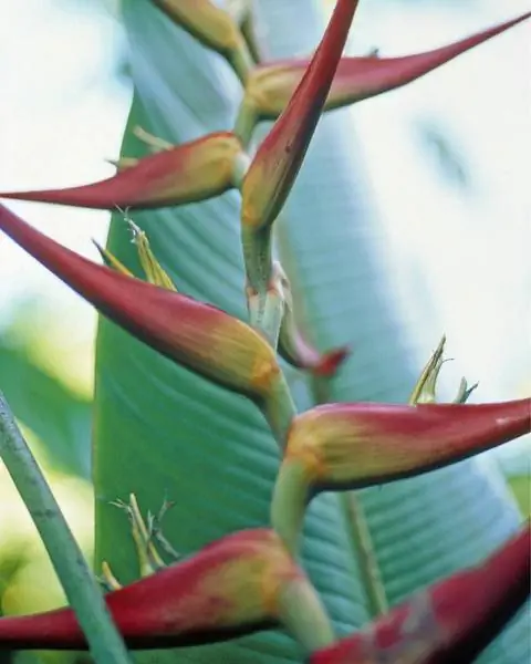 Соцветия Heliconia schiedeana
