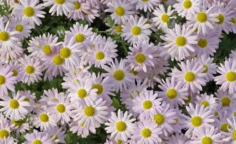 Хризантема индикум 'L'Innocence'