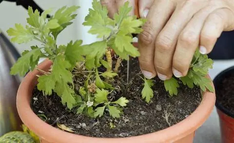 Осенние черенки хризантем