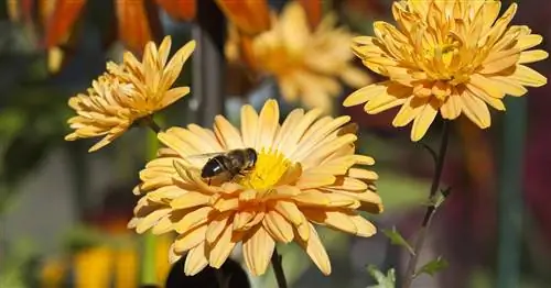 Осенние хризантемы