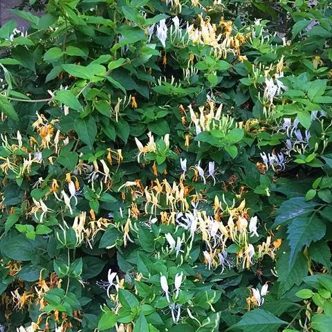 Вьющееся растение Жимолость японская