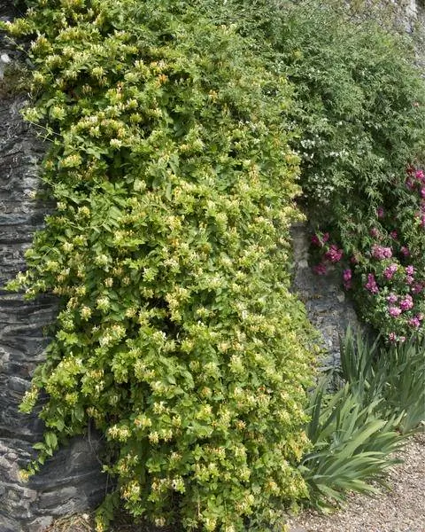 Жимолость японская, сорт Халлиана.