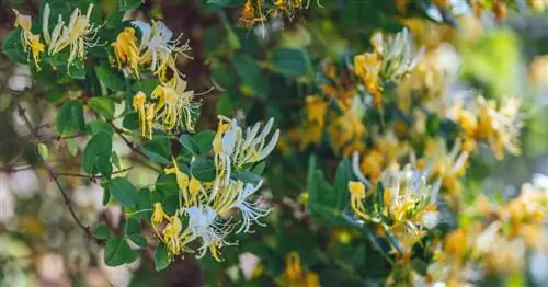 Жимолость японская