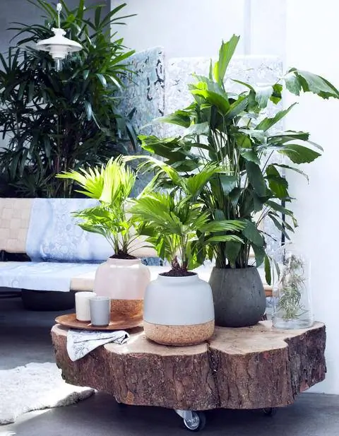 Stick Palm, Fishtail Palm и Livingston Palm