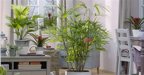 Палка для ладони