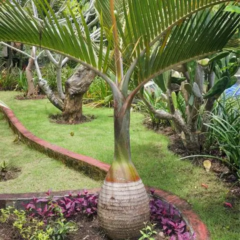 Бутылочная пальма в саду