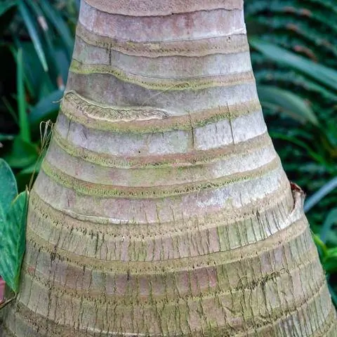 Ствол пальмы из бутылок