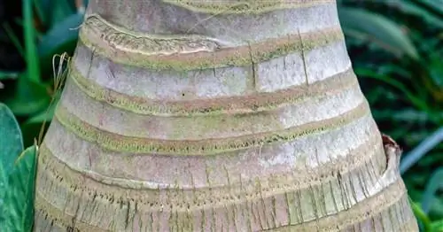 Бутылочная пальма