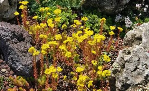 Поездка мадам в сад камней