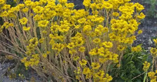 Трипмадам, очиток скальный