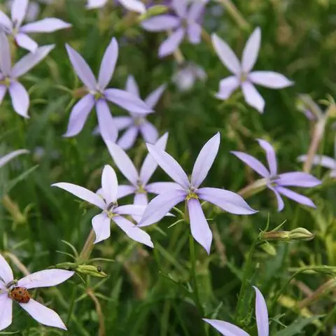 Цветы Изотомы