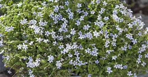 Изотома, стрижка голубой боб