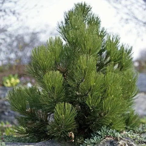 змеиные челюсти