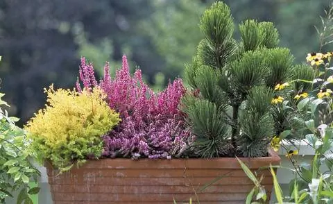 Карликовая форма змеиной сосны