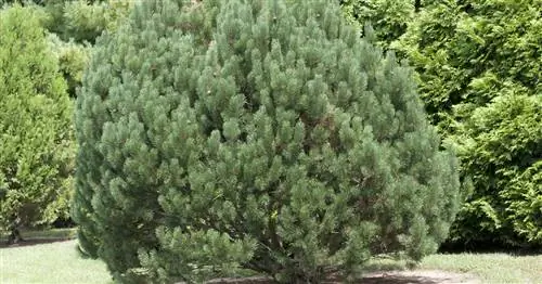 Челюсти из змеиной кожи