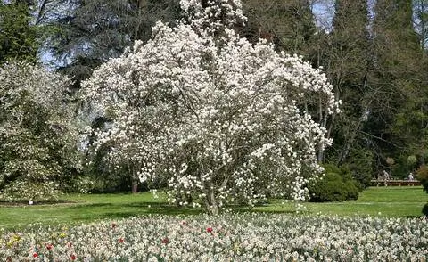Цветущая магнолия изолированно