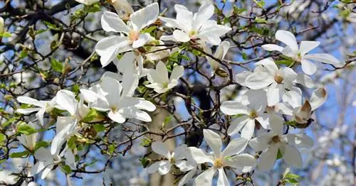 Магнолия древовидная