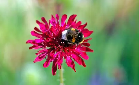 бордовая цветочная головка пурпурной чесотки