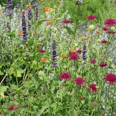 Пурпурная чесотка в многолетнем бордюре