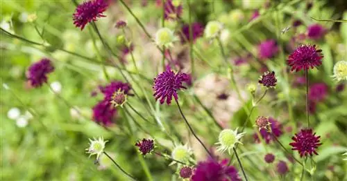 Багровая чесотка