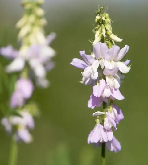 цветы козьей руты