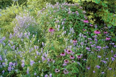 Козлятник в смешанной многолетней грядке