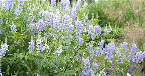 Козий бриллиант