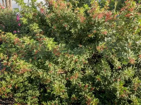 сычуаньский перец