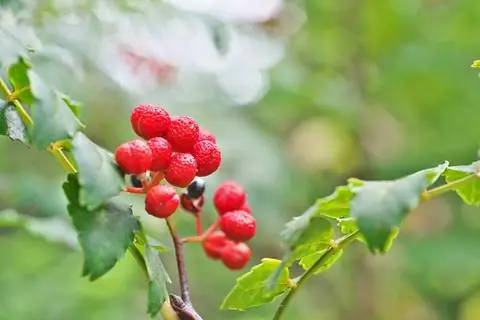 плоды сычуаньского перца