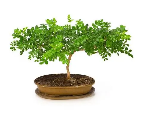 Сычуаньский перец, выращиваемый как бонсай