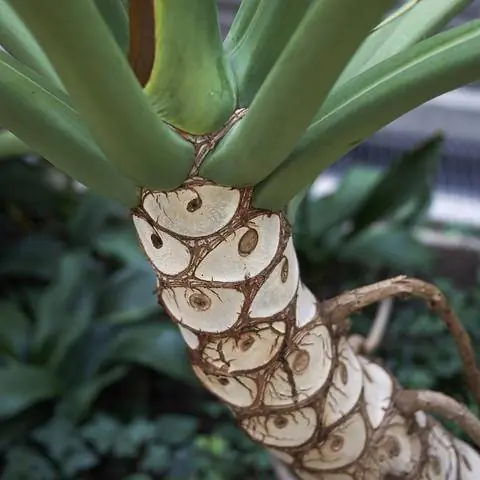 Листовые рубцы у Philodendron bipinnatifidum