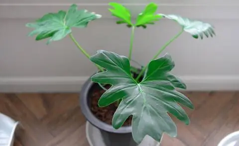 Филодендрон бипиннатифидум