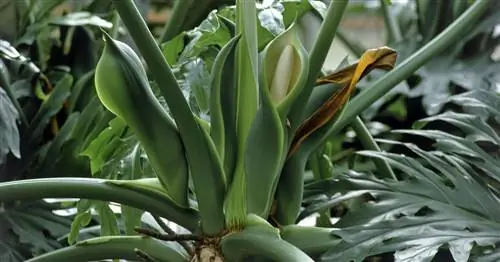 Филодендрон древовидный