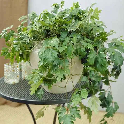 Русское вино, 'Эллен Даника'