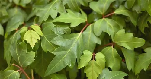 Русское вино, ромбовидный лайм