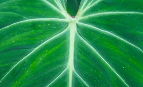 Крупный план листьев Philodendron gloriosum