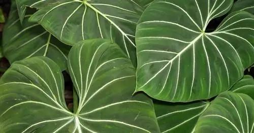 Филодендрон ползучий