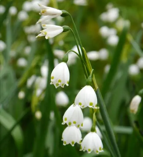 Цветы летней снежинки