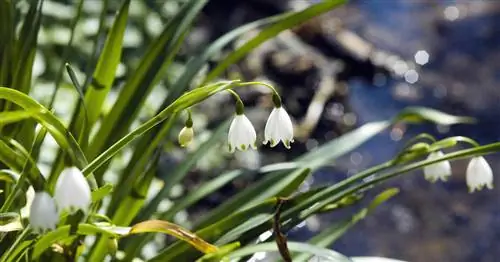Летняя снежинка