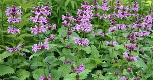 Циест крупноцветковый