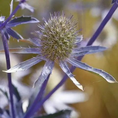 Цветок синеголовника плоского