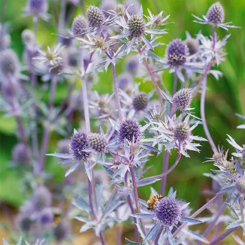 Эрингиум планум сорт Блукап