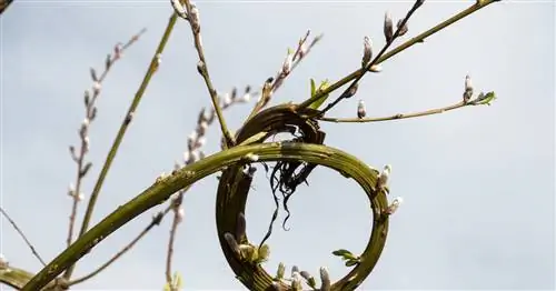 Японская драконья ива