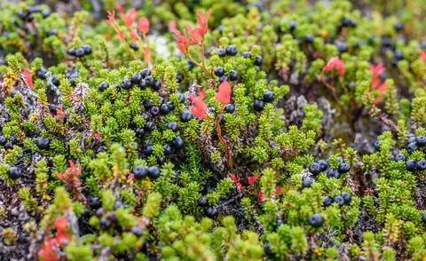 Водяника черная подходит в качестве почвопокровного растения.