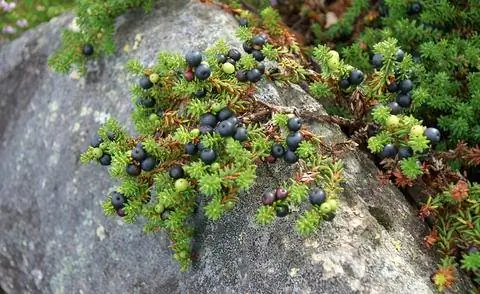 Черная водяника в естественном месте