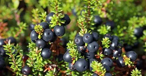 Черная водяника