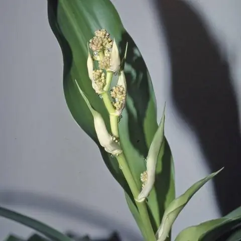 Цветы душистого драконова дерева (Dracaena fragrans)