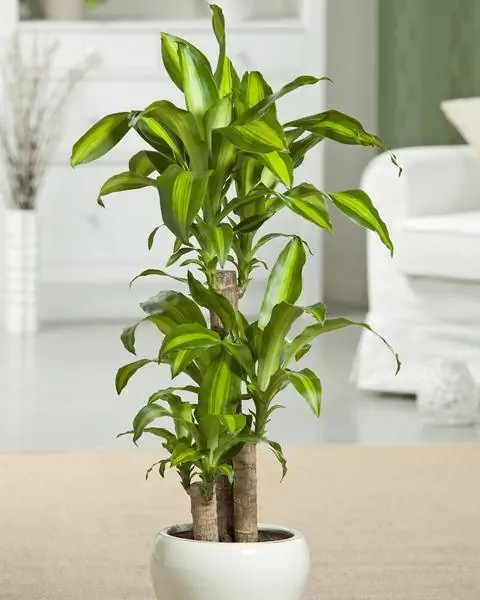 Драцена душистая 'Massangeana'